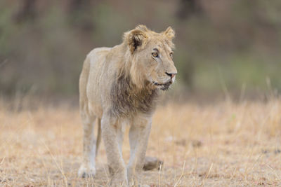 Lion standing in a field