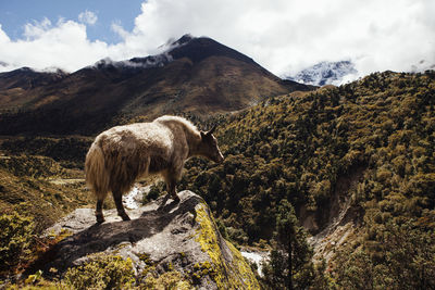 Yak standing on mountain against cloudy sky at sagarmatha national park during sunny day