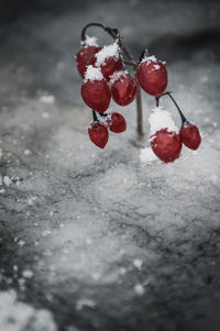 Close-up of frozen red berries