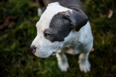 Close-up of dog outdoors