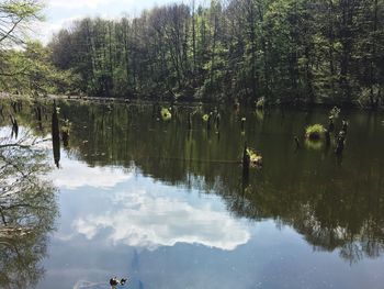 Reflection of trees in lake