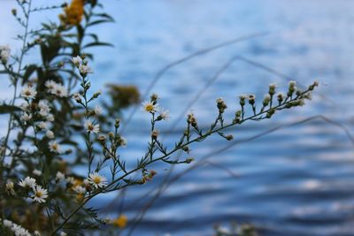 Close-up of plant against lake