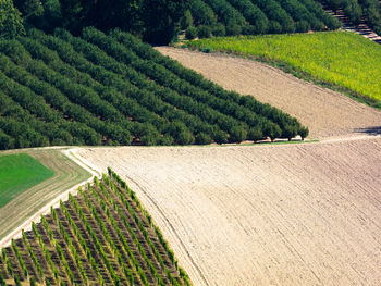 High angle view of vineyard