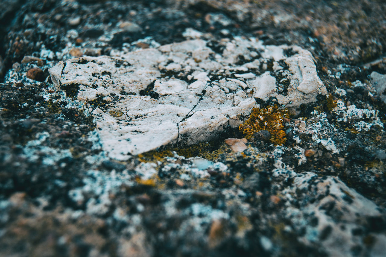 HIGH ANGLE VIEW OF LICHEN ON ROCK ON FIELD