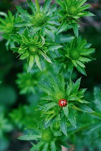 Close-up of plant