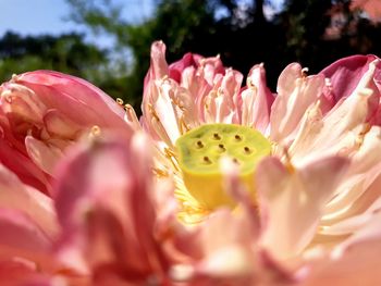 Close-up of pink rose flower