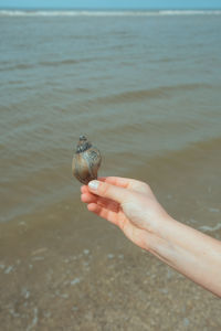 Close-up of hand holding shell on beach