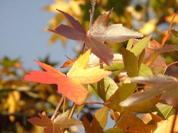 Close-up of maple leaves