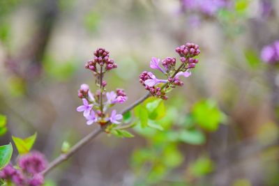 Close-up of pink flowers