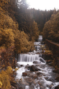 Stream flowing in forest during autumn