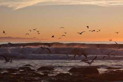 Seagulls flying over sea during sunset