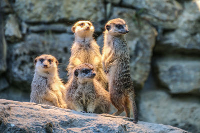 Meerkats standing on rock