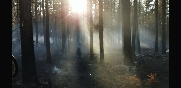 Sunlight streaming through trees in forest