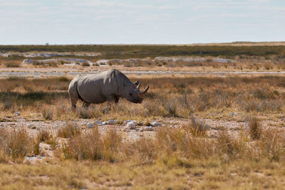 Black rhino in etosha national park