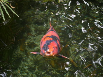 Close-up of fish swimming in sea