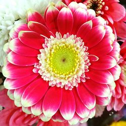 Close-up of red dahlia blooming outdoors