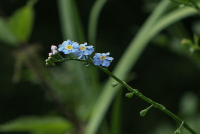 Close-up of forget-me-not plant
