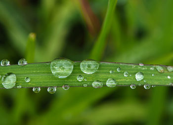 Close-up of water drops on blade of grass