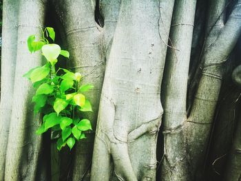 Close-up of ivy growing on tree trunk