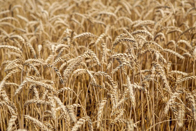 Yellow wheat growing on the field in summer