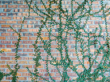 Creeper plants growing on brick wall