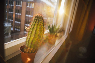 Close-up of cactus plant in glass window