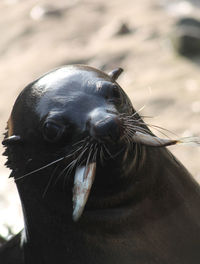 Close-up of sea lion