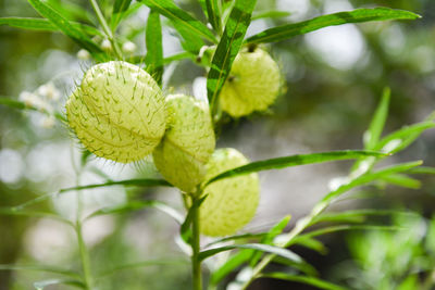 Close-up of yellow flowering plant