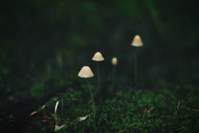 Close-up of plant growing on field