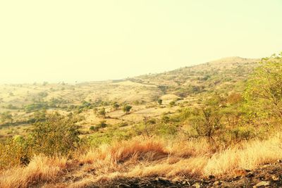 Scenic view of field against clear sky