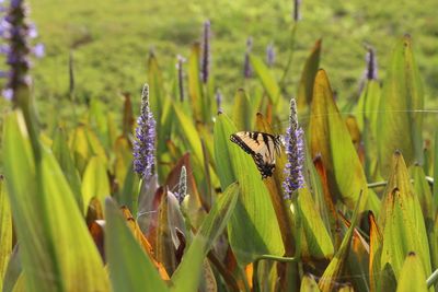 Close-up of plant growing on field