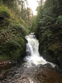 Scenic view of waterfall in forest