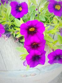 Close-up of pink flowers blooming