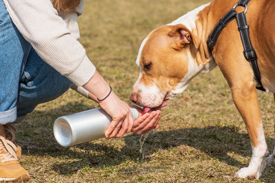 Dog drinking water from the hand of a girl, hydrate dog is important is summer