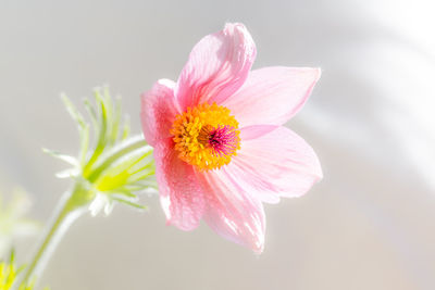 Close-up of pink flower