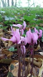 Close-up of pink flowering plants on land