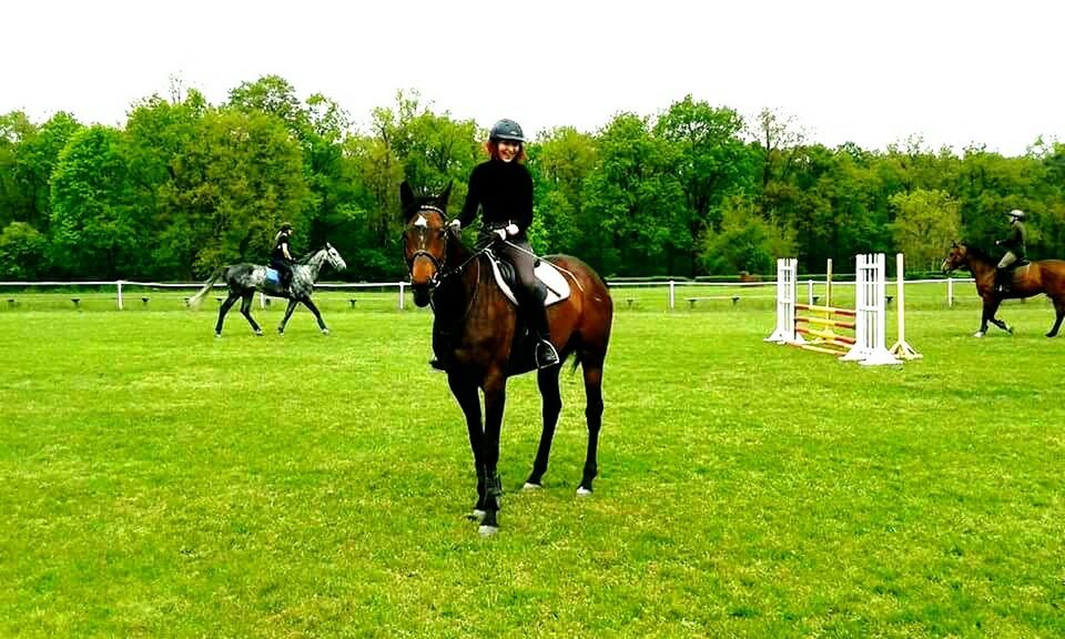 horse, animal themes, domestic animals, mammal, livestock, working animal, grass, herbivorous, tree, full length, green color, field, two animals, riding, standing, horseback riding, bridle, clear sky, cow, one animal