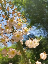 Close-up of yellow flowers blooming on tree