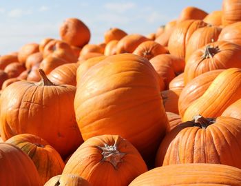 Close-up of pumpkins for sale at market stall