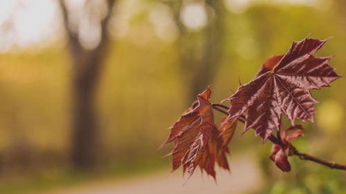 Close-up of dried leaves on plant