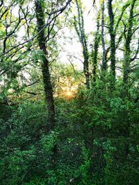 Trees in forest