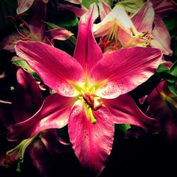 Close-up of day lily blooming outdoors