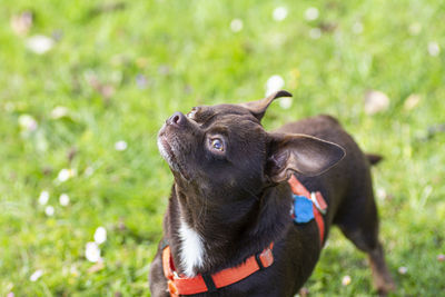 Chocolate colored chihuahua with white spot