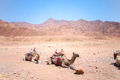 Camels in a desert