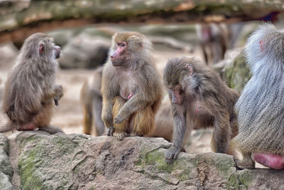 Monkeys sitting on rock