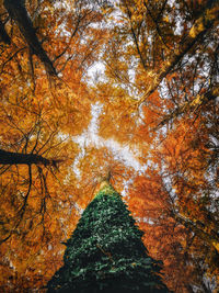 Low angle view of tree