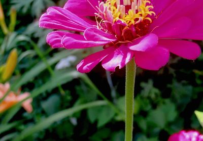 Close-up of pink flowers