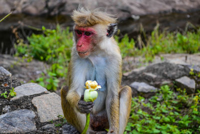 Monkey eating fruit outdoors