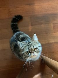 High angle view of cat on hardwood floor