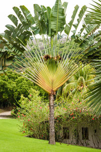 Palm trees in garden